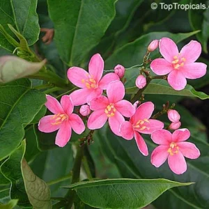 Pink Jatropha Plant with vibrant pink flowers
