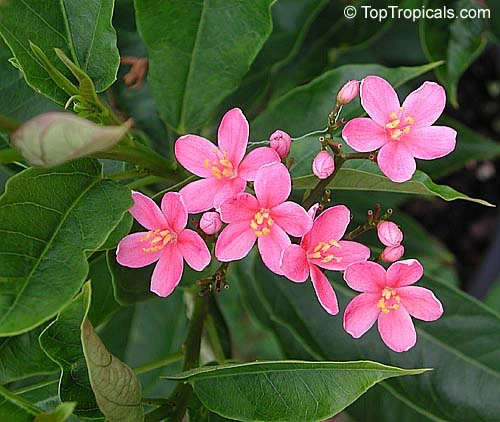 Pink Jatropha Plant with vibrant pink flowers