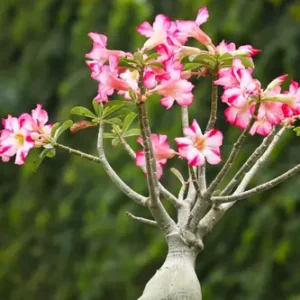 : Adenium obesum Mixed Colours plant with vibrant pink, red, and white blooms