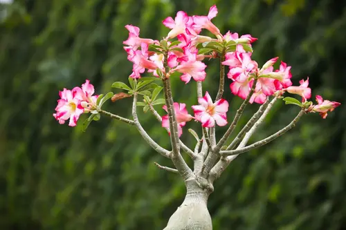 : Adenium obesum Mixed Colours plant with vibrant pink, red, and white blooms