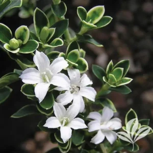 Snow Rose Plant (Helleborus Niger) in bloom, perfect for winter gardens.