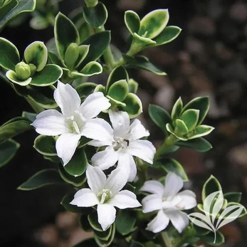 Snow Rose Plant (Helleborus Niger) in bloom, perfect for winter gardens.