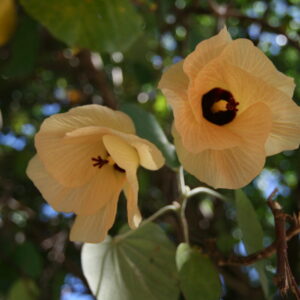 Hibiscus Tiliaceus plant
