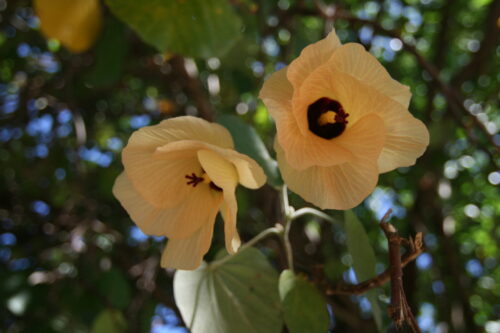 Hibiscus Tiliaceus plant