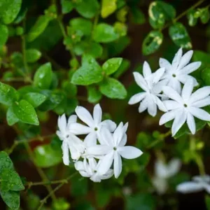 Raat Ki Rani Plant in full bloom with white fragrant flowers