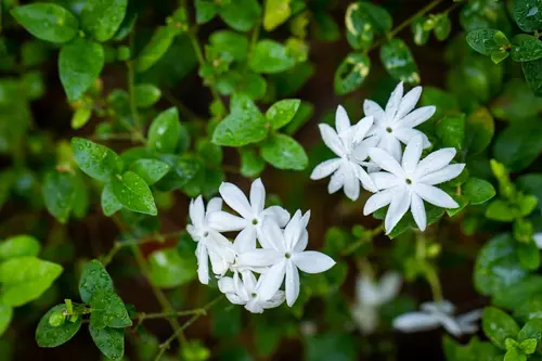 Raat Ki Rani Plant in full bloom with white fragrant flowers