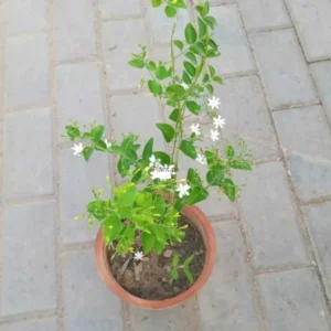 Chambeli White Plant