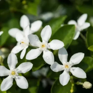 Chambeli White Plant