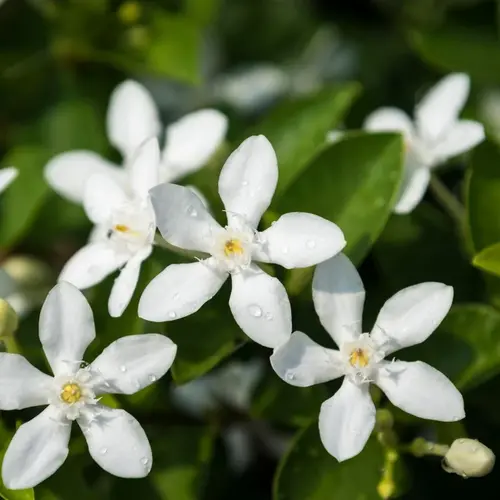 Chambeli White Plant