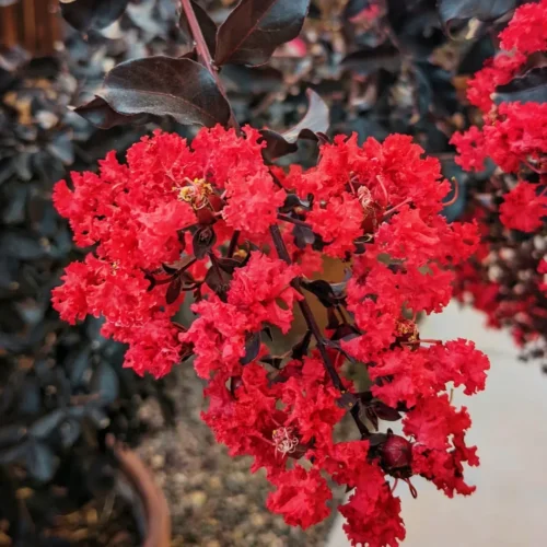 Lagerstroemia Red Plant with vibrant red flowers and dark foliage