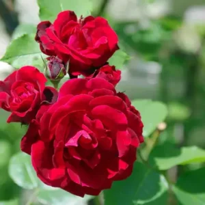 Miniature Rose Vine Red Plant