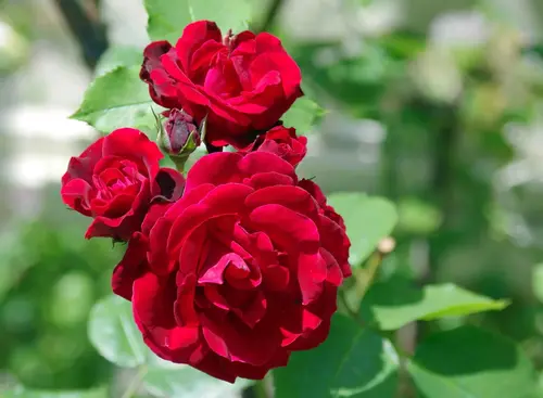 Miniature Rose Vine Red Plant