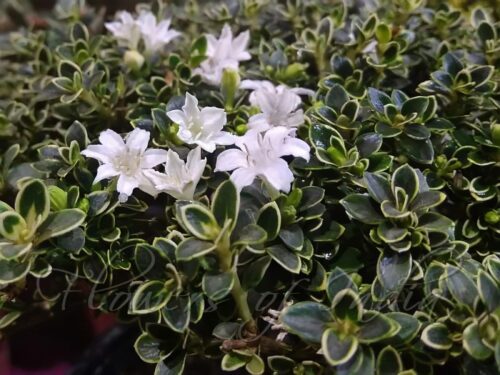 Close-up of Snow Rose Plant flowers with white petals and dark green foliage.