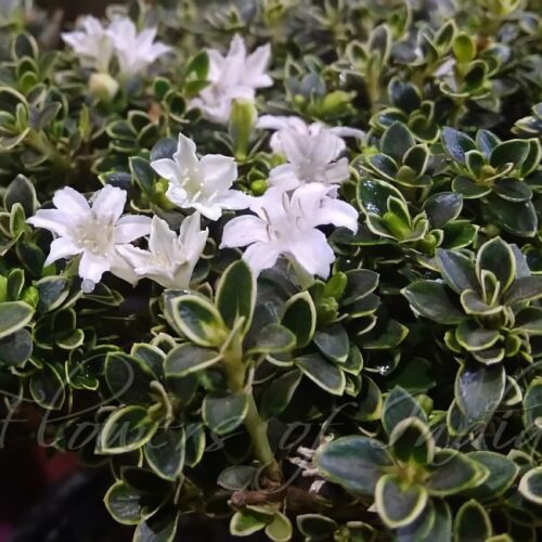 Close-up of Snow Rose Plant flowers with white petals and dark green foliage.