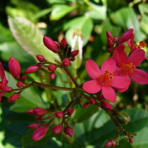 Jatropha Plant (Jatropha Curcas) with bright red flowers in full bloom.