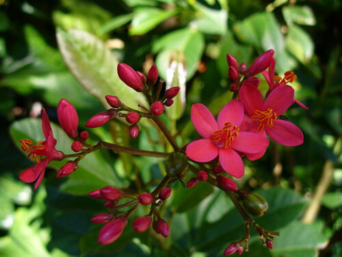 Jatropha Plant (Jatropha Curcas) with bright red flowers in full bloom.