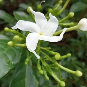 Chandni Plant in bloom with white flowers in a garden