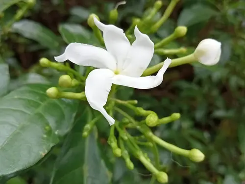 Chandni Plant in bloom with white flowers in a garden