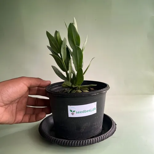 lisianthus mix color blooms close view