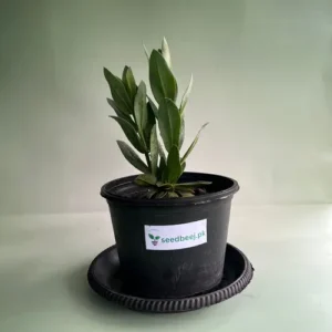 colorful lisianthus flowers in pot