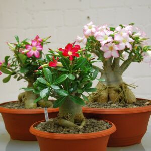 Adenium obesum Mixed Colours plant