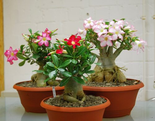 Adenium obesum Mixed Colours plant