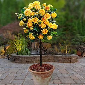 bare root patio standard rose yellow 60 70cm5056214026539 01c MP now buy online in Pakistan at seed beej