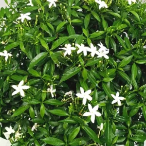 Chandni Plant