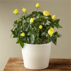 Miniature Rose Yellow Plant
