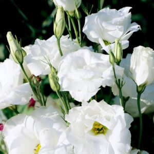 lisianthus plant
