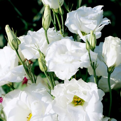 lisianthus plant
