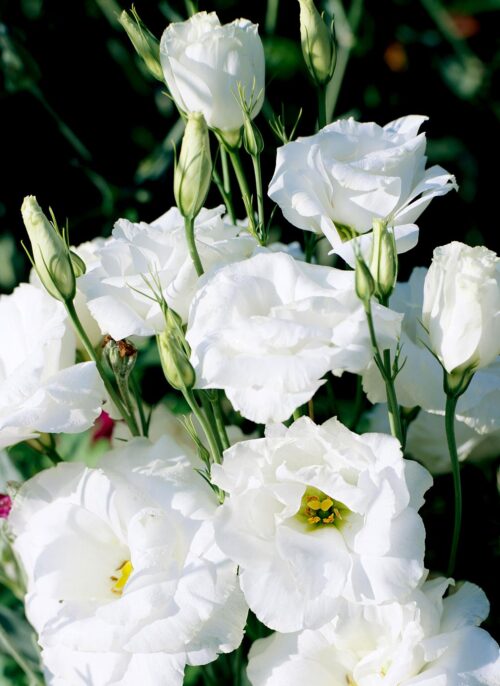 lisianthus plant