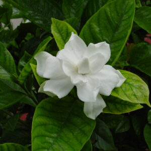 Chandna plant (cape jasmine)