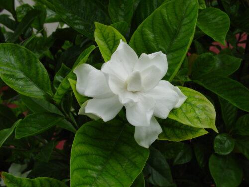 Chandna plant (cape jasmine)