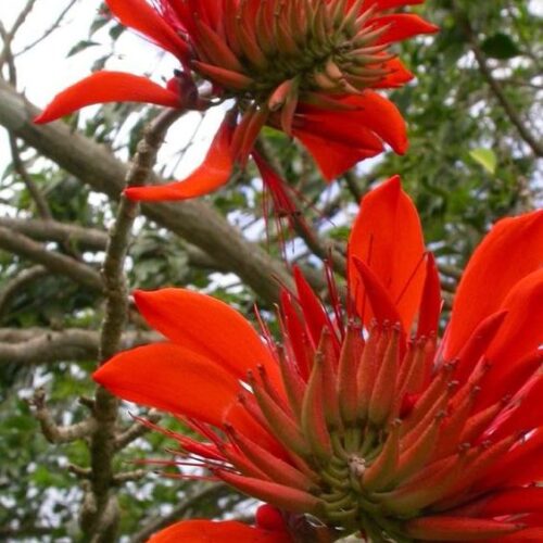 gullcheeen e1717752208161 564x684 1 now buy online in Pakistan at seed beej