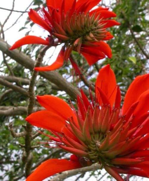 Lagestonia red plant