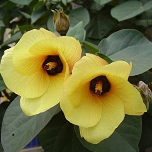 Hibiscus Tiliaceus plant
