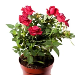 Miniature Rose Vine Red Plant