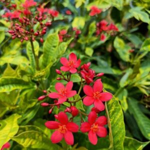 Jatropha Plant as a hedge, providing natural privacy for the garden.