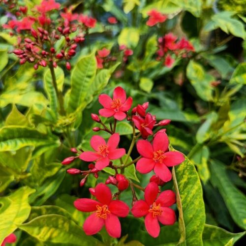 Jatropha Plant as a hedge, providing natural privacy for the garden.
