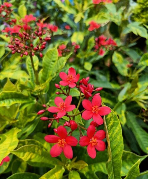 Jatropha Plant as a hedge, providing natural privacy for the garden.