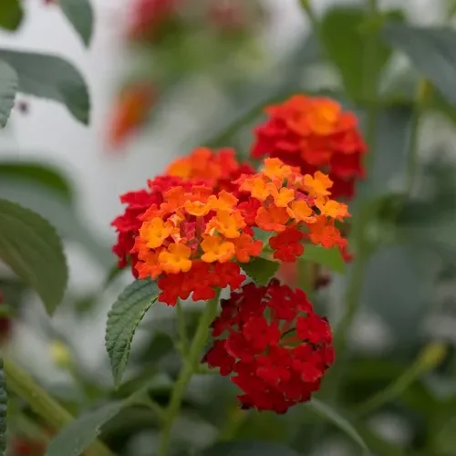 Lantana Mix Color Plant with vibrant multi-colored blooms