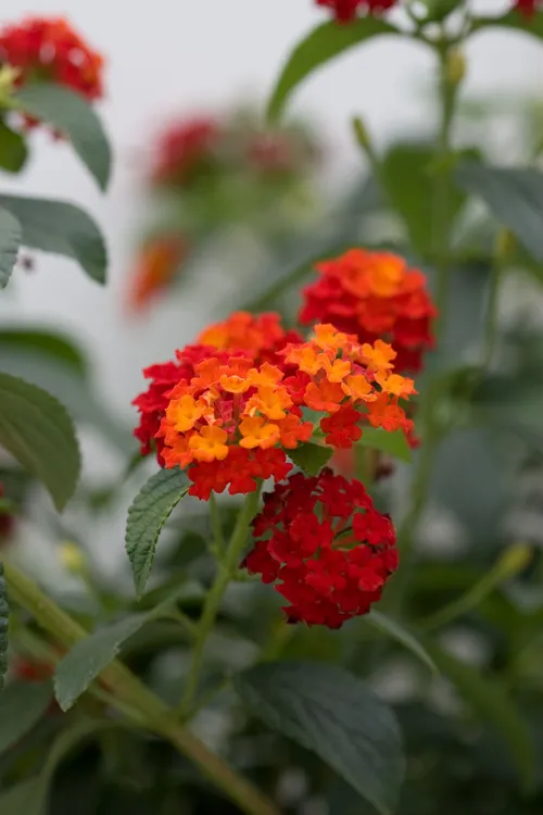Lantana Mix Color Plant with vibrant multi-colored blooms