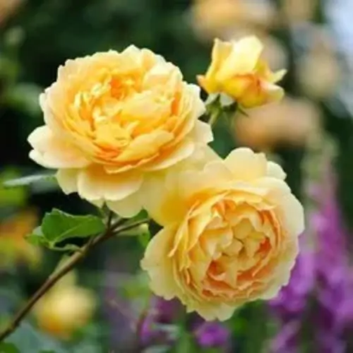Miniature Yellow Rose Plant blooming with bright yellow roses