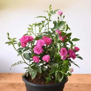 Miniature rose mix plant