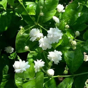 Motiya Desi Plant in full bloom with white fragrant flowers