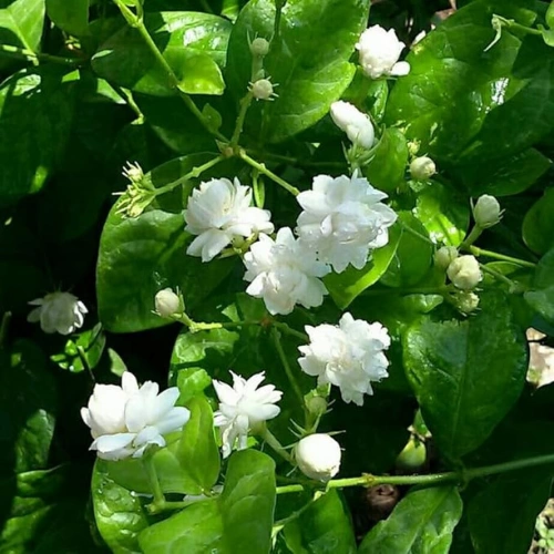 Motiya Desi Plant in full bloom with white fragrant flowers