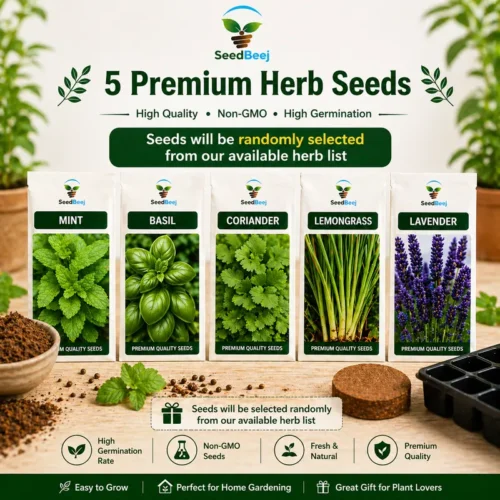 Herb seeds gift in Pakistan