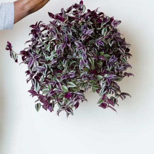 Wandering Jew trailing in a white hanging pot