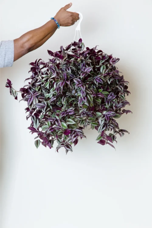Wandering Jew trailing in a white hanging pot